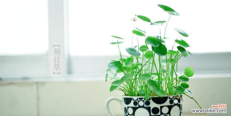 揭示铜钱草的象征意义和独特生长习性 铜钱草的寓意与生长特性