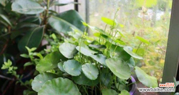 揭示铜钱草的象征意义和独特生长习性 铜钱草的寓意与生长特性