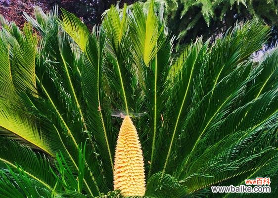 铁树开花的象征与预示 铁树开花的奇迹