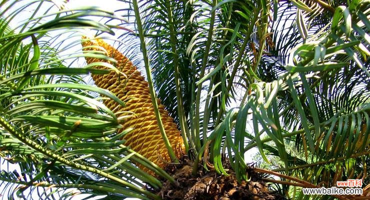 铁树开花的象征与预示 铁树开花的奇迹