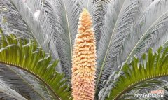 铁树开花的象征与预示 铁树开花的奇迹