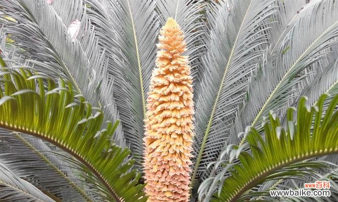 铁树开花的象征与预示 铁树开花的奇迹