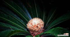 探秘铁树开花之谜 铁树开花的奇迹