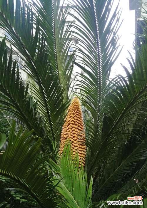 探秘铁树开花之谜 铁树开花的奇迹