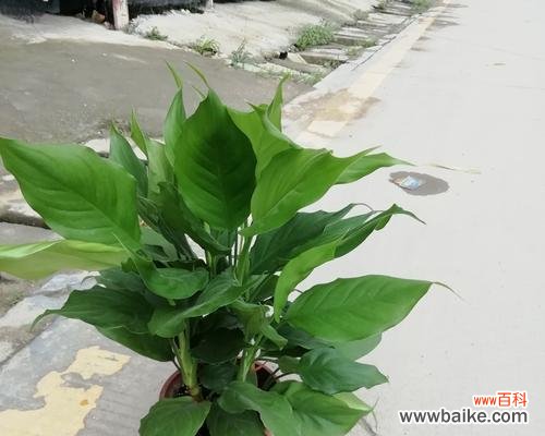 揭秘万年青花开的神秘象征 万年青花开寓意与传说