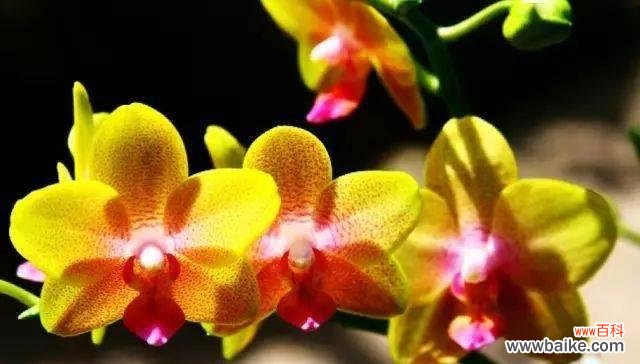 万代兰的花语探秘 以万代兰的花语及含义