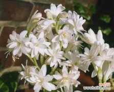 探寻晚香玉花的秘密与传说 晚香玉的花语及传说