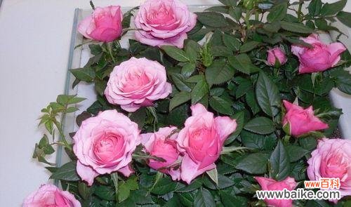 玫瑰花的神秘之旅 探寻玫瑰花的世界——不同颜色玫瑰的含义与传说