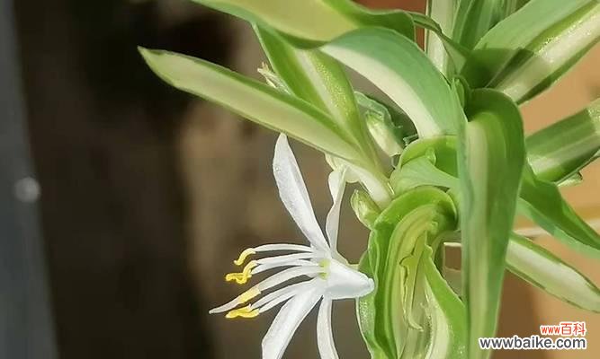 吊兰开花的意义及其好处 寓意盎然生机的家居吊兰之花