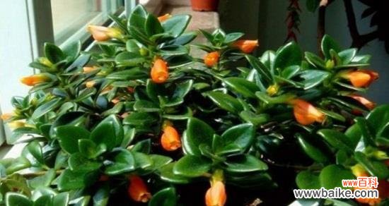 吊兰开花的意义及其好处 寓意盎然生机的家居吊兰之花