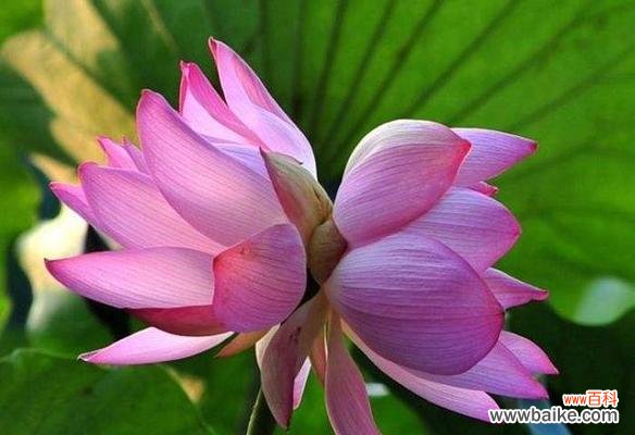 揭开荷花网络的神秘面纱 探究荷花网络的奥秘