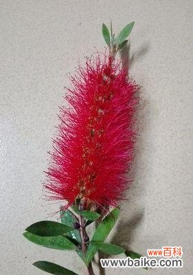 红色代表着什么 红色寓意与象征