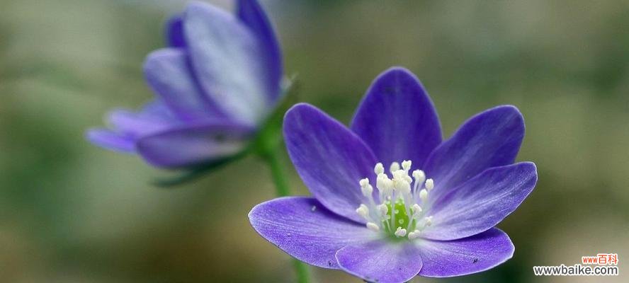 花语中的微笑和神秘传说 花语传说
