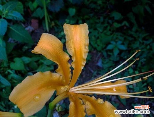 花语中的微笑和神秘传说 花语传说