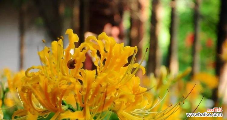 花语中的微笑和神秘传说 花语传说