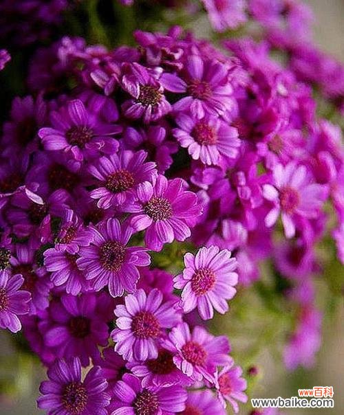 探索花语的历史渊源与文化传统 花语的起源与传承