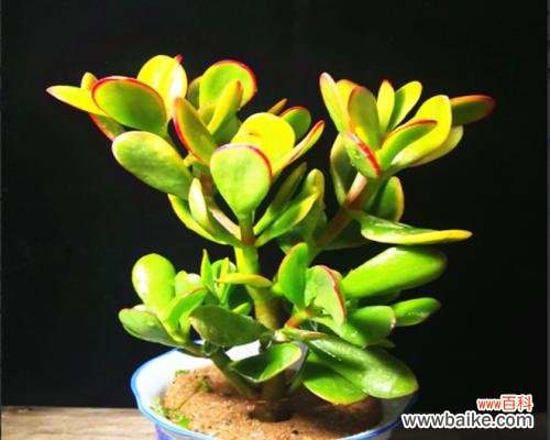 流金岁月中的花香 黄金花月