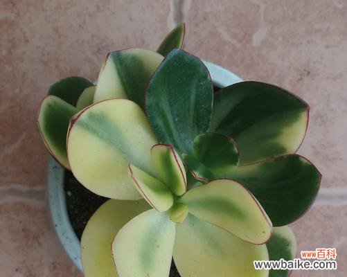 流金岁月中的花香 黄金花月