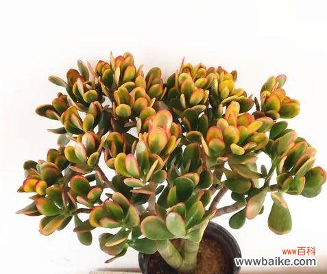 流金岁月中的花香 黄金花月