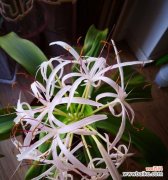 探寻文殊兰花背后的深意 文殊兰花的花语及代表意义