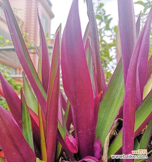 吉祥象征的预兆及寓意解析 万年青开花,幸福永远绽放