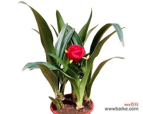 吉祥象征的预兆及寓意解析 万年青开花,幸福永远绽放