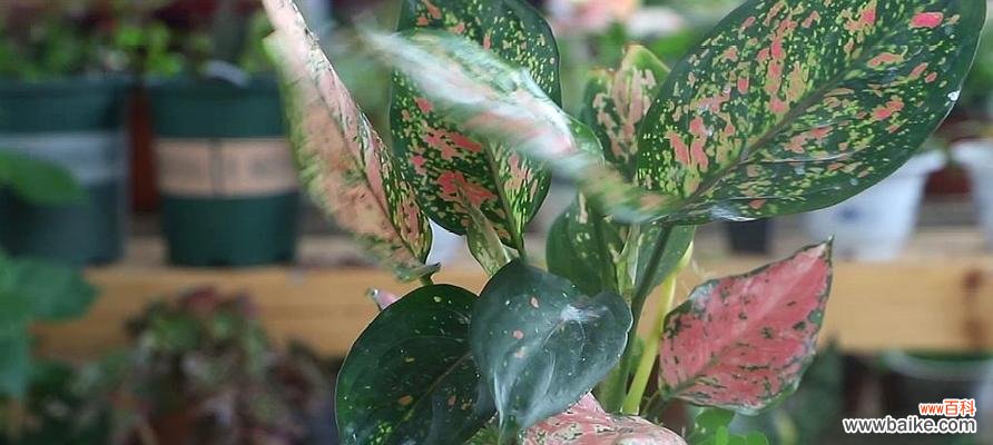 揭秘万年青开花的象征与预示 万年青开花预示的意义