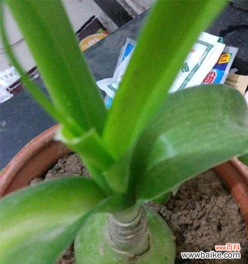 揭秘万年青开花的象征与预示 万年青开花预示的意义