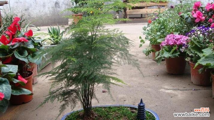 探寻文竹的历史渊源与花语之谜 文竹