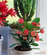 探寻文竹开花的迹象和寓意 文竹开花的神秘与永恒