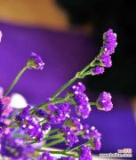 代表意义 勿忘我花语