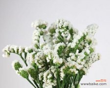 唤起珍贵回忆的勿忘我花魅力 勿忘我花