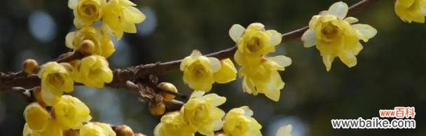 品味腊梅花语 腊梅花语