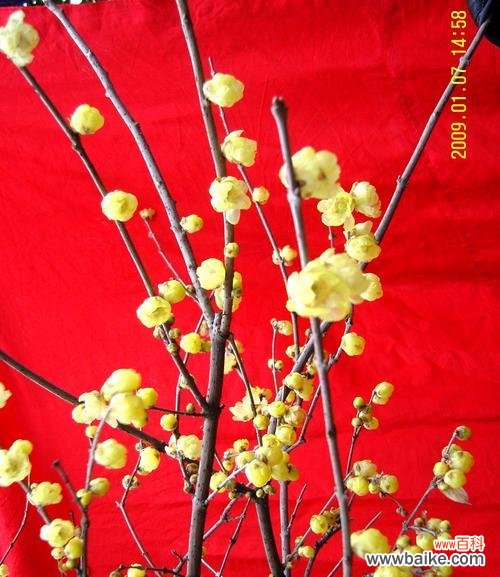 品味腊梅花语 腊梅花语