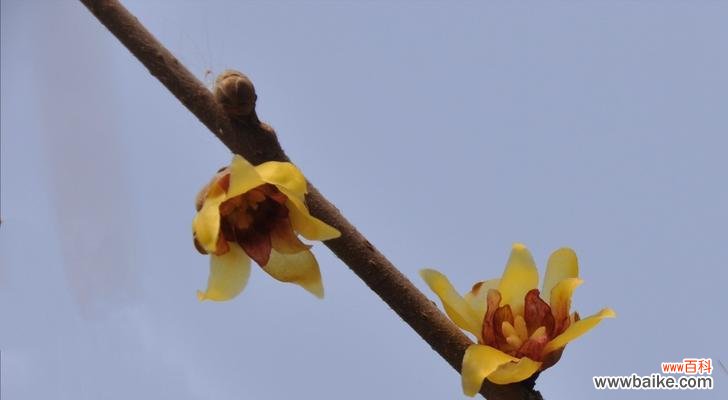 品味腊梅花语 腊梅花语