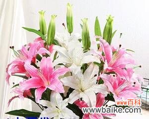 蓝、黄、粉 相映生辉的三色百合