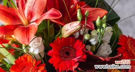 蓝、黄、粉 相映生辉的三色百合