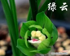 解读兰花不同颜色的寓意与魅力 探索兰花的多彩色彩及象征意义