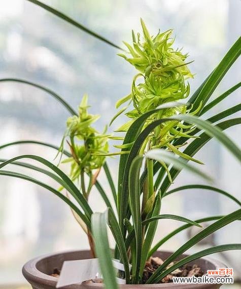 解读兰花不同颜色的寓意与魅力 探索兰花的多彩色彩及象征意义