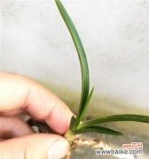 探究兰花叶尖起兜的原因与表达方式 以兰花叶尖起兜的意义