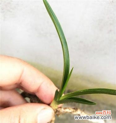 探究兰花叶尖起兜的原因与表达方式 以兰花叶尖起兜的意义