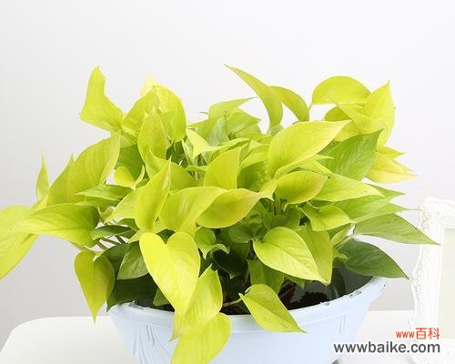 生命力与幸福的化身——绿萝 绿萝的象征意义与寓意