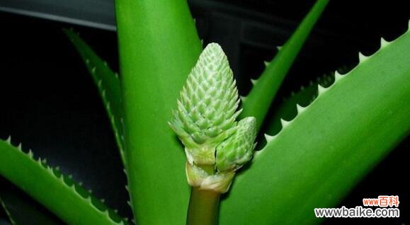 揭开芦荟开花的神秘面纱 芦荟的花语之谜