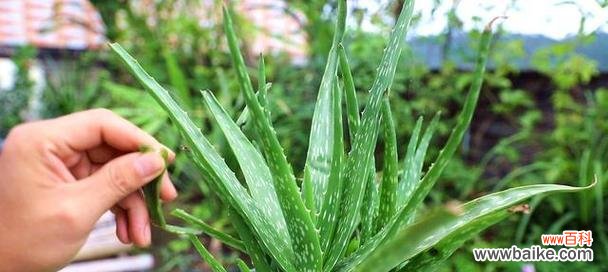 揭开芦荟开花的神秘面纱 芦荟的花语之谜