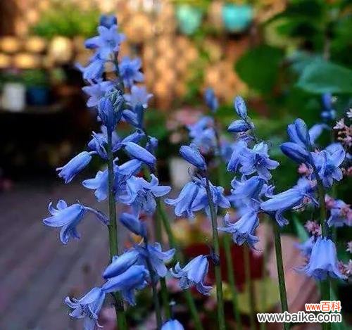 寓意深远的蓝紫色风信子 蓝紫色的风信子花语