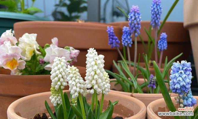 寓意深远的蓝紫色风信子 蓝紫色的风信子花语