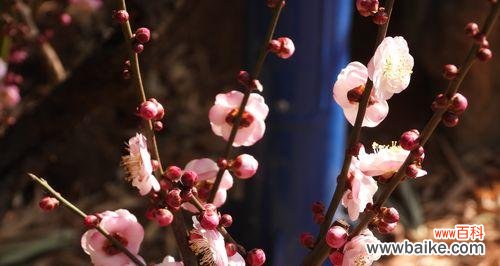 探索梅花文化的内涵与象征 梅花吉祥之道