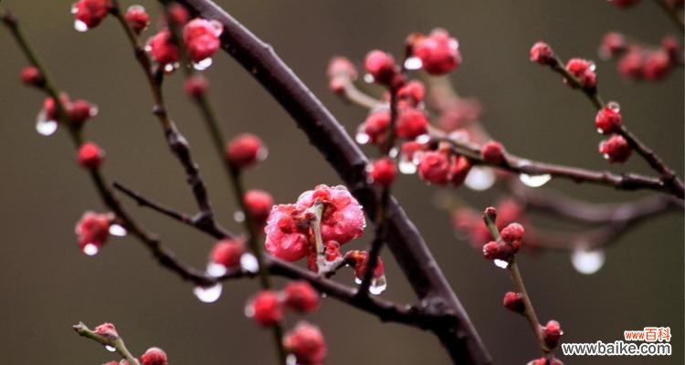 探索梅花文化的内涵与象征 梅花吉祥之道