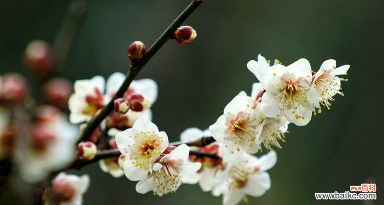 探索梅花文化的内涵与象征 梅花吉祥之道