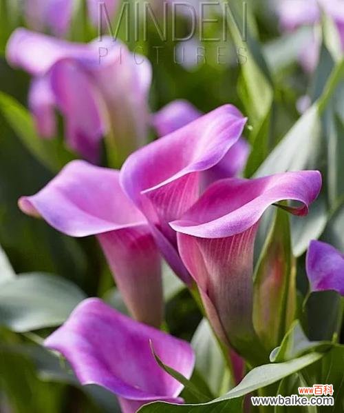 探寻马蹄莲的象征意义 马蹄莲的美丽与寓意